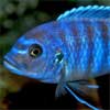 Fisch